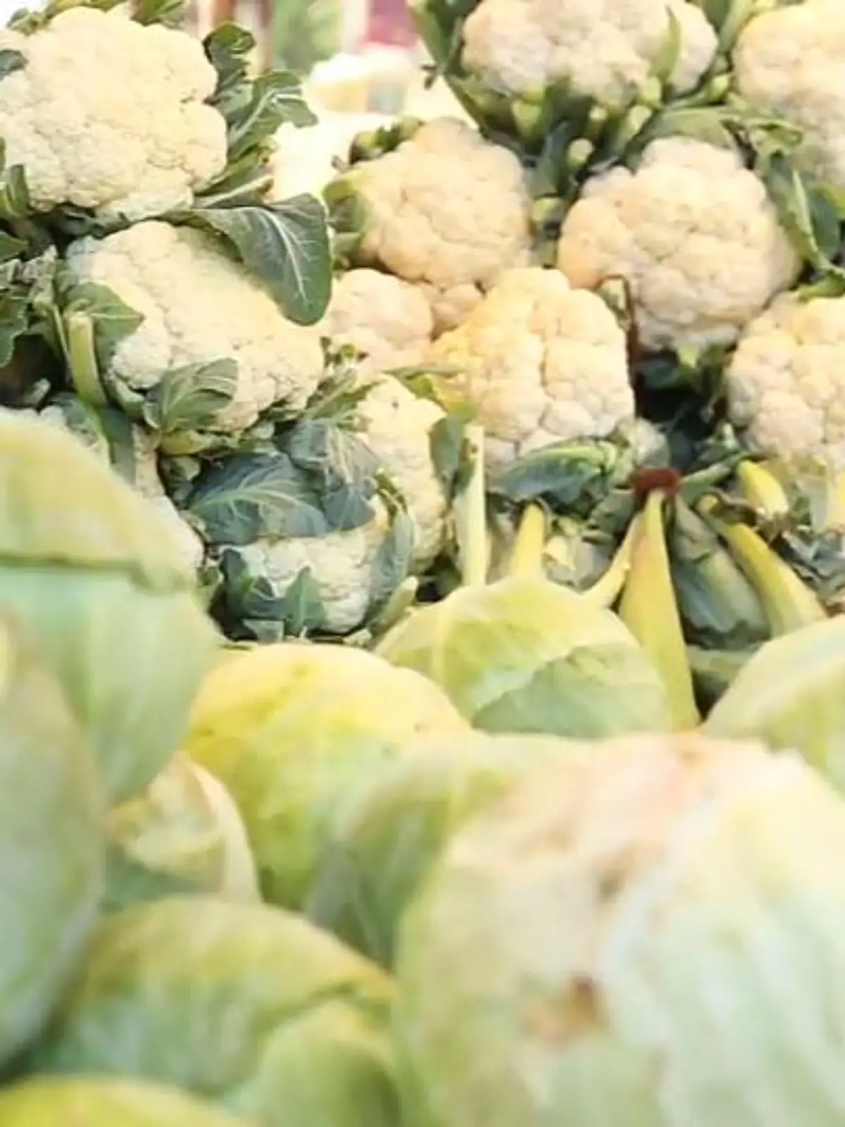 Bild zu: "Vitamin K1 (Phyllochinon)"