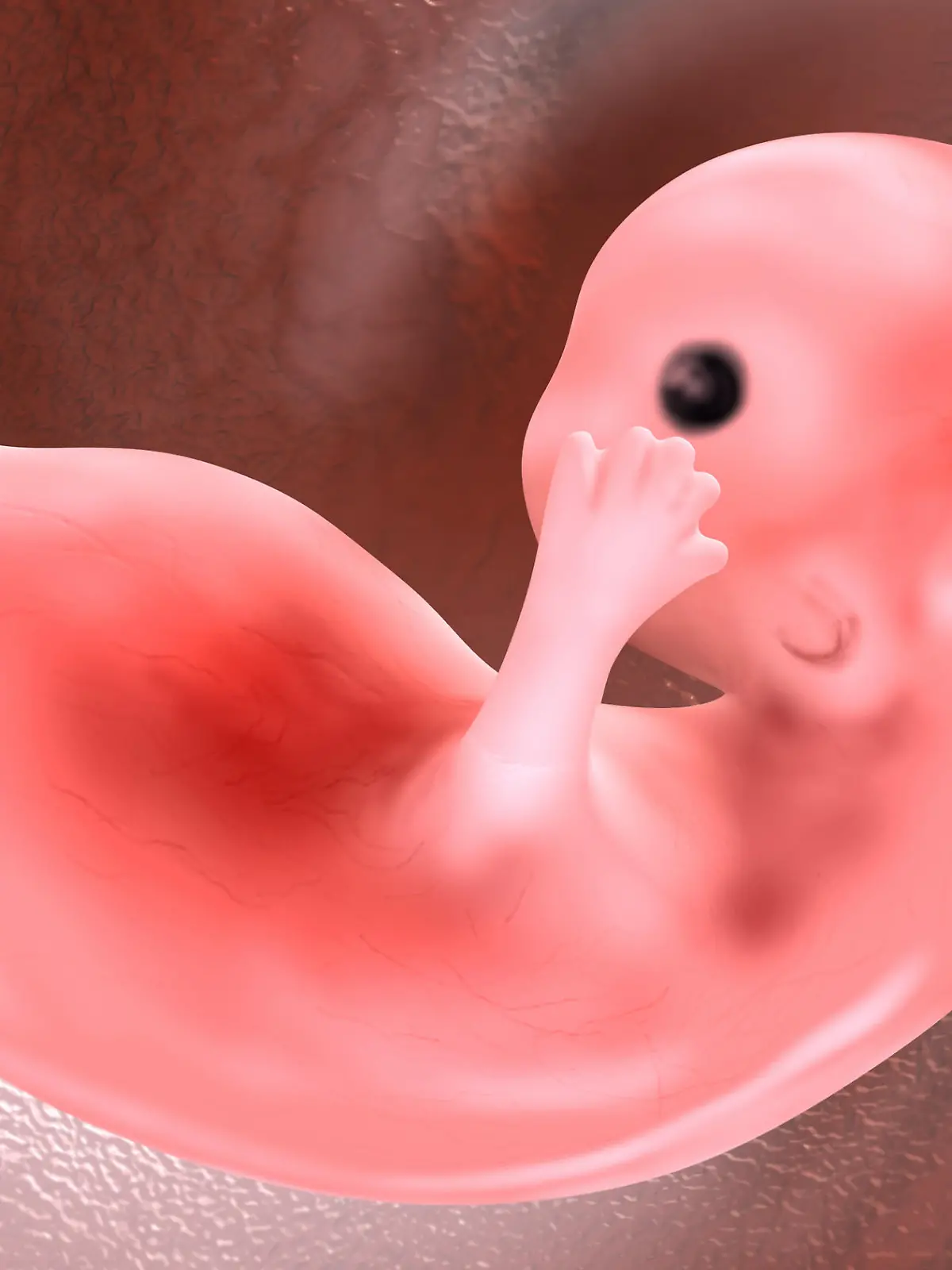 Der Embryo ist ein Lebewesen in der frühen Form seiner Entwicklung