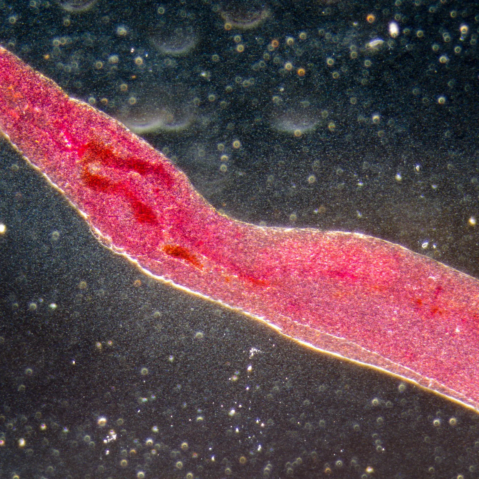 Parasiten Logo von Parasiten