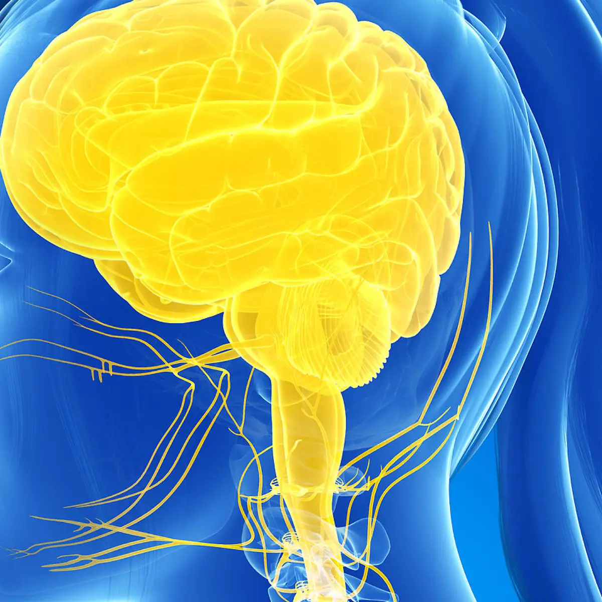 Zentrales Nervensystem Logo von Zentrales Nervensystem