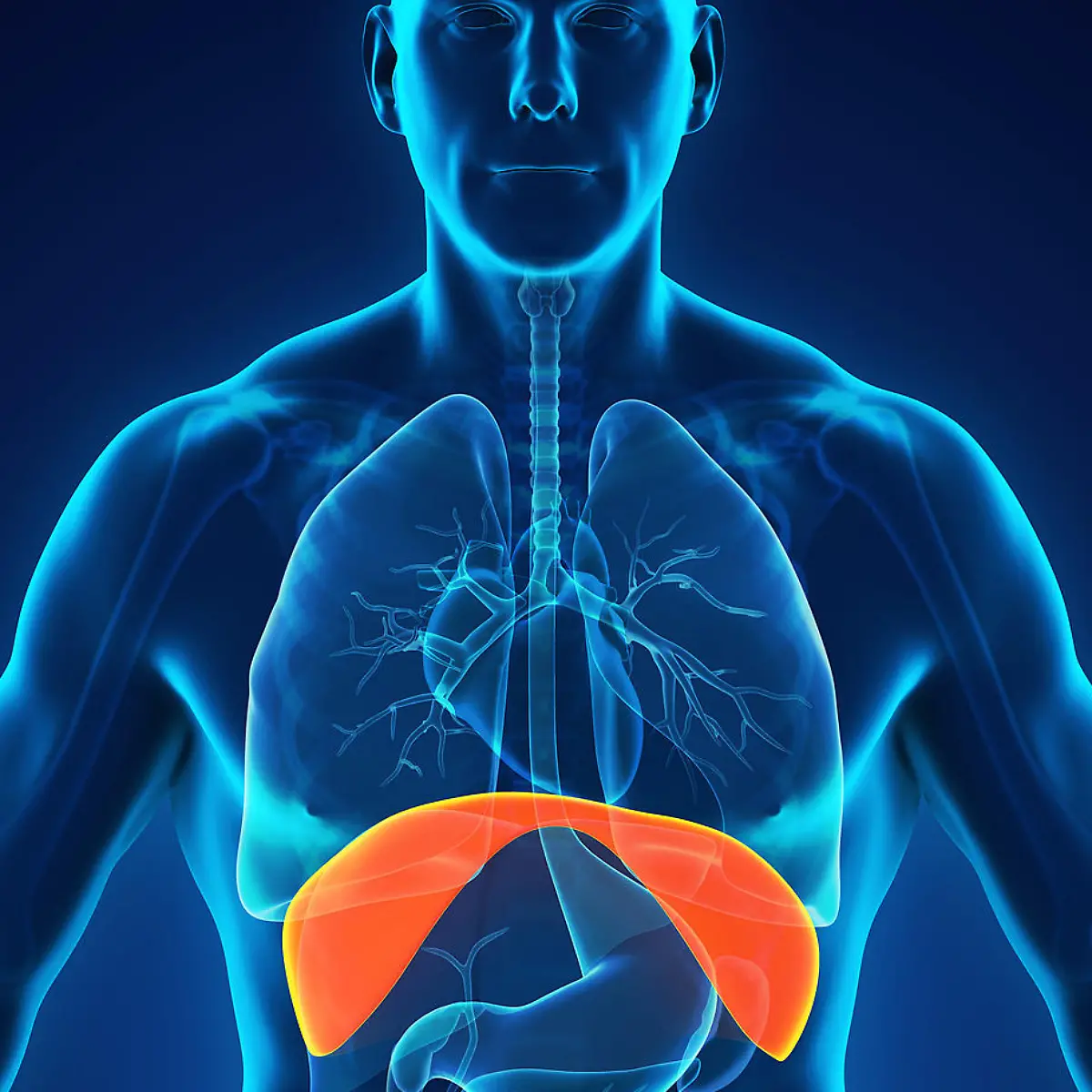 Zwerchfellatmung (Bauchatmung) Logo von Zwerchfellatmung (Bauchatmung)