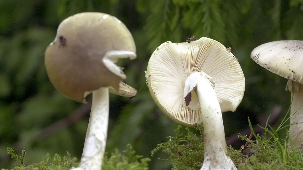 ARCHIV - Grüne Knollenblätterpilze stehen am 28.09.2001 im Rostocker Botanischen Garten. Die Zahl der Pilzvergiftungen ist in diesem Sommer extrem gestiegen. Die größte Gefahr geht laut Giftinformationszentrum Nord in Göttingen (Niedersachsen) vom Grünen Knollenblätterpilz aus. (zu dpa «Zahl der Pilz-Vergiftungen schnellt in die Höhe» vom 19.08.2017) Foto: Bernd Wüstneck/Zentralbild/dpa +++(c) dpa - Bildfunk+++