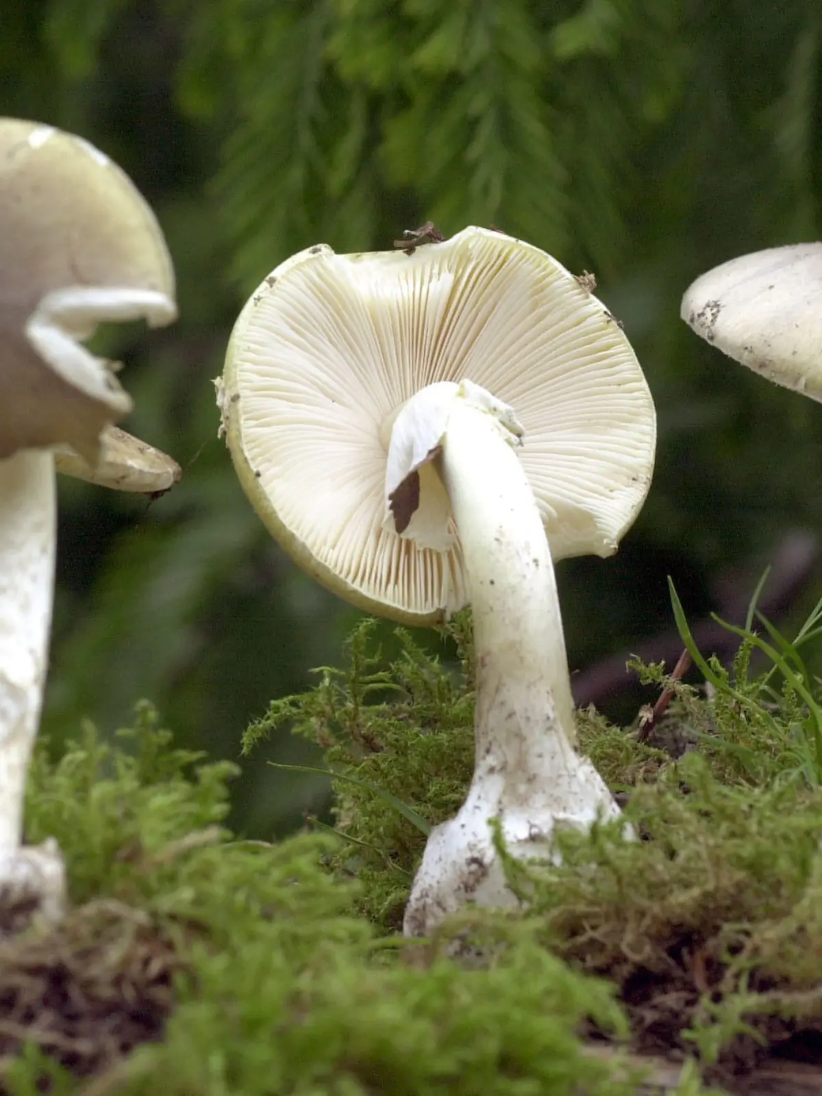 ARCHIV - Grüne Knollenblätterpilze stehen am 28.09.2001 im Rostocker Botanischen Garten. Die Zahl der Pilzvergiftungen ist in diesem Sommer extrem gestiegen. Die größte Gefahr geht laut Giftinformationszentrum Nord in Göttingen (Niedersachsen) vom Grünen Knollenblätterpilz aus. (zu dpa «Zahl der Pilz-Vergiftungen schnellt in die Höhe» vom 19.08.2017) Foto: Bernd Wüstneck/Zentralbild/dpa +++(c) dpa - Bildfunk+++
