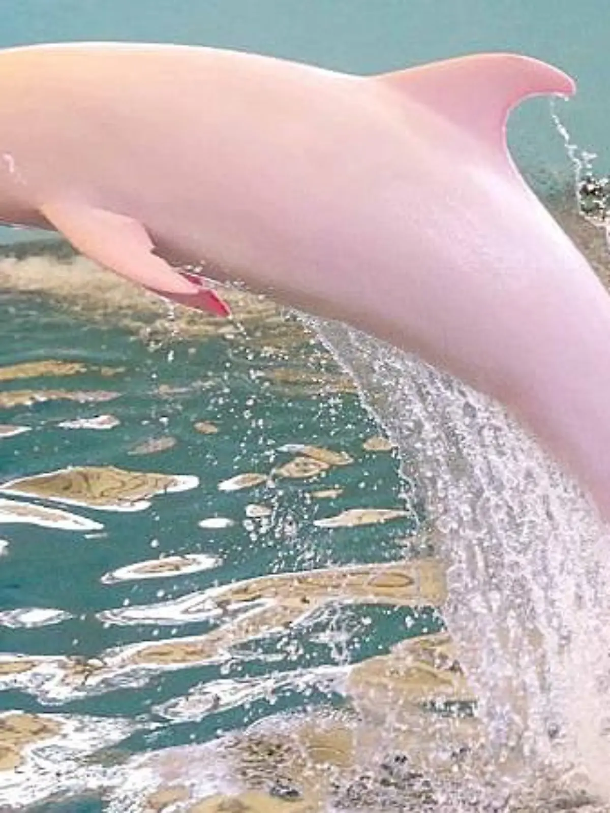 Darum sind einige Delfine pink.