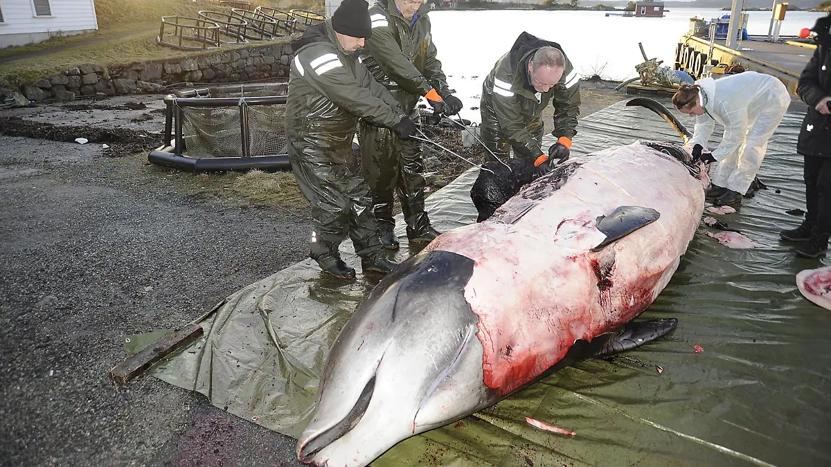 HANDOUT - Forscher untersuchen den toten Wal an der norwegischen Küste. Sie fanden später 30 Plastiktüten in dem Magen des Schnabelwals. Das Tier musste am Wochenende auf der Insel Sotra westlich von Bergen getötet werden, weil es immer wieder in Richtung Land schwamm. ACHTUNG: Nur zur redaktionellen Verwendung im Zusammenhang mit der Berichterstattung und nur mit Nennung "Foto: Christoph Noever/Universität Bergen/dpa" (zu dpa "Forscher finden 30 Plastiktüten im Magen eines Wals» vom 02.02.2017) Foto: Christoph Noever/Universität Bergen/dpa +++(c) dpa - Bildfunk+++