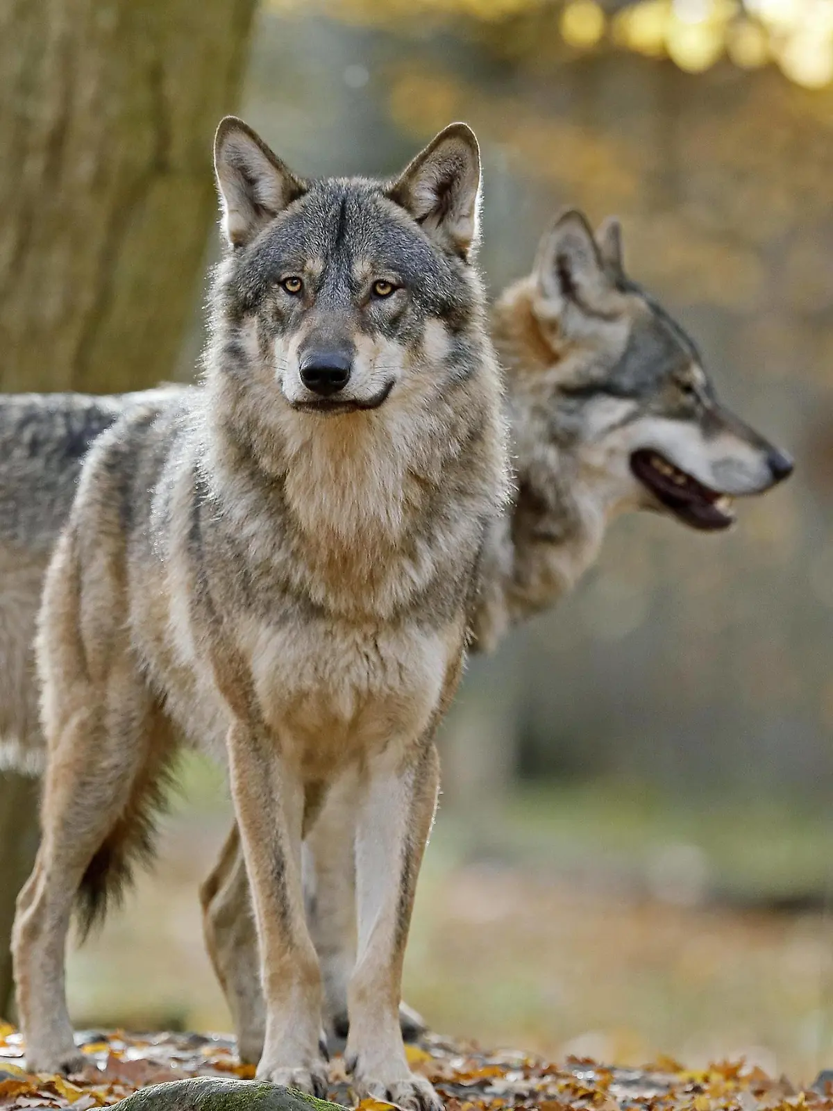 Europäische Wölfe (canis lupus) stehen, Deutschland, Europa *** European wolves canis lupus standing Germany Europe Copyright: imageBROKER/RonaldxWittek ibxron04823939.jpg Bitte beachten Sie die gesetzlichen Bestimmungen des deutschen Urheberrechtes hinsichtlich der Namensnennung des Fotografen im direkten Umfeld der Veröffentlichung!