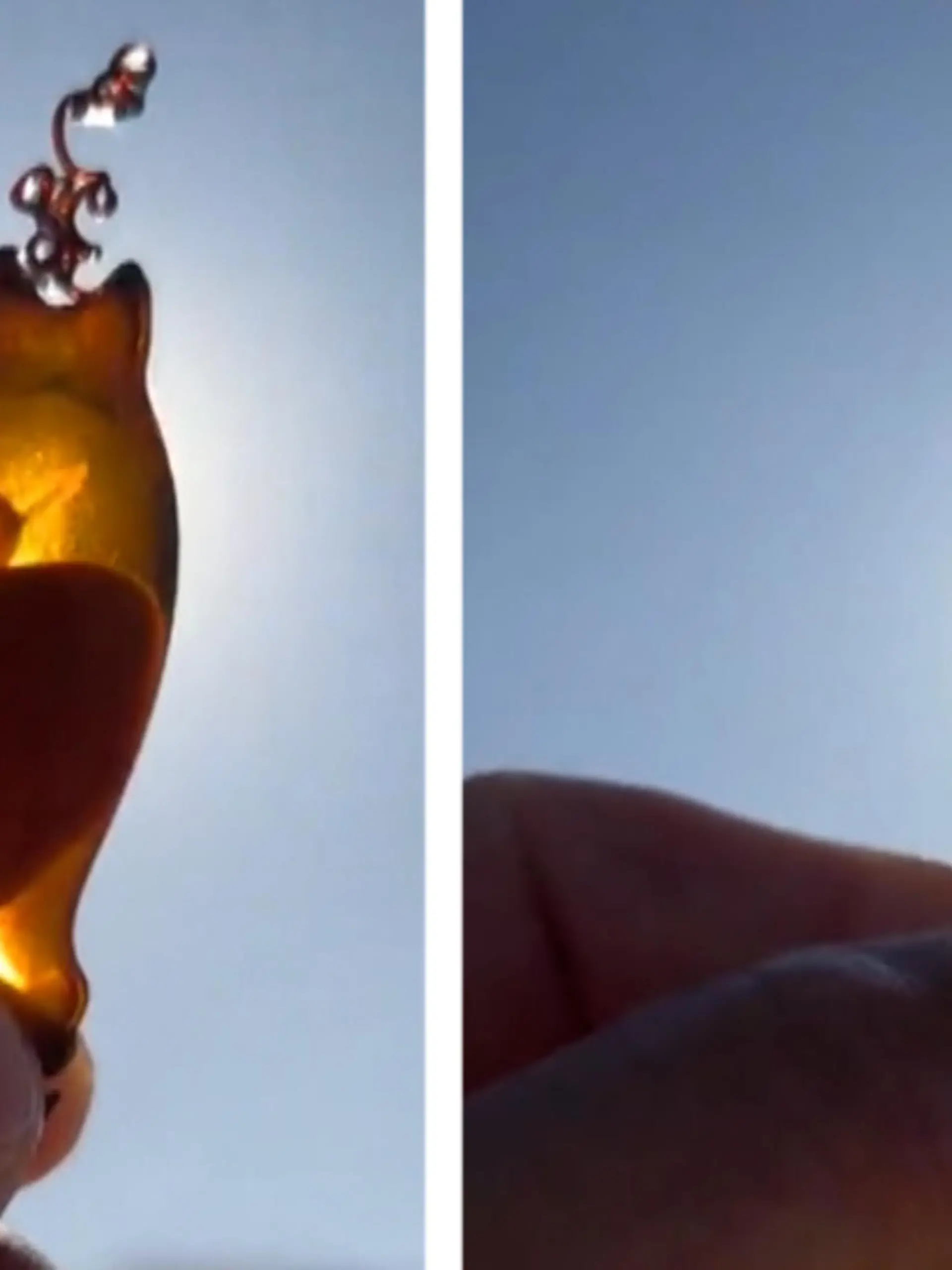So etwas sieht man nicht alle Tage: Es ist bernsteinfarbend, transparent, verschnörkelt und lebendig. Ein Fischer auf TikTok hat am Strand tatsächlich ein lebendiges Hai-Ei gefunden. Das gibt es ziemlich selten.