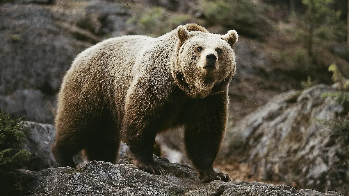 Ein Braunbär auf einem Felsen.