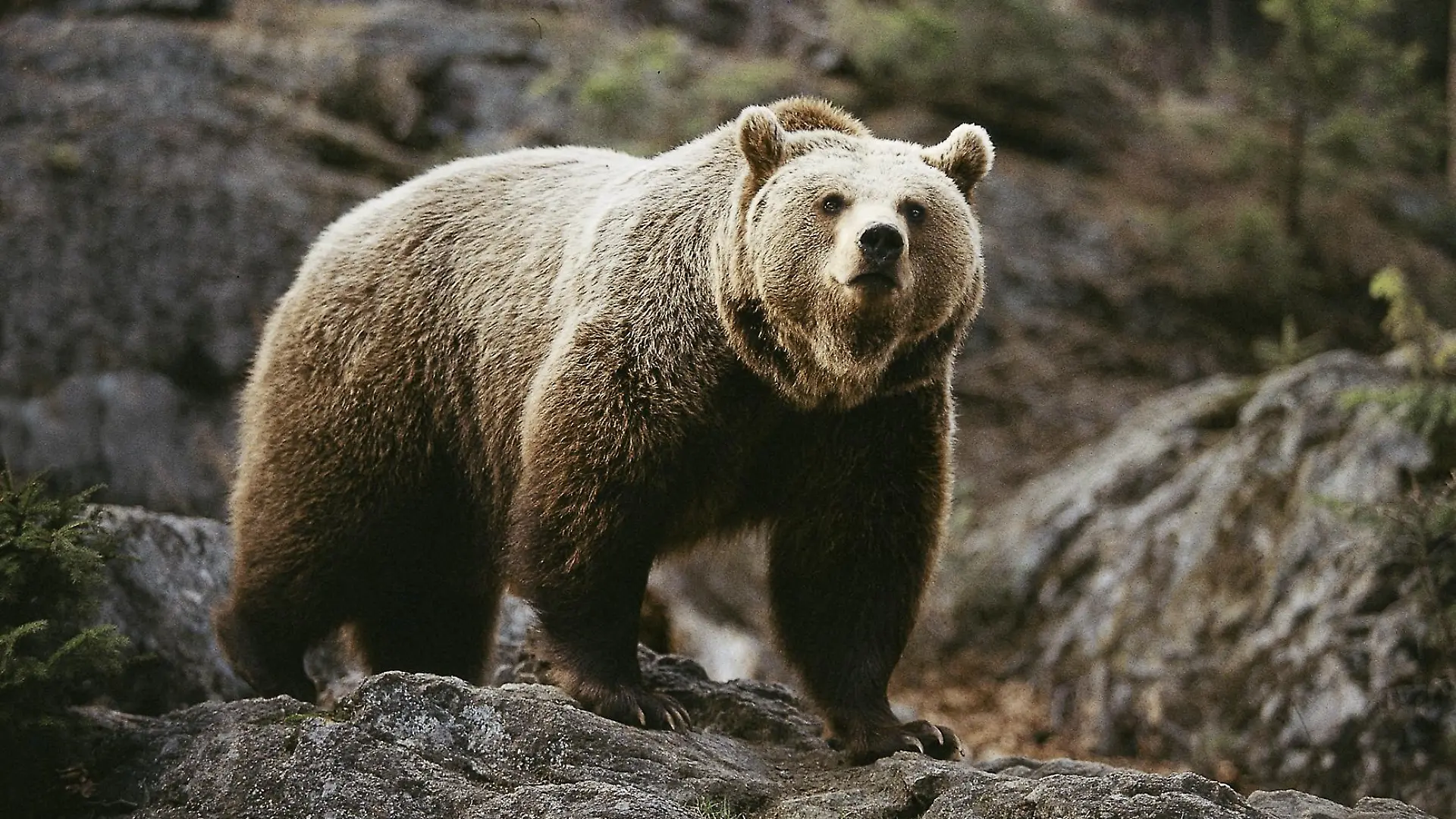 Ein Braunbär auf einem Felsen.