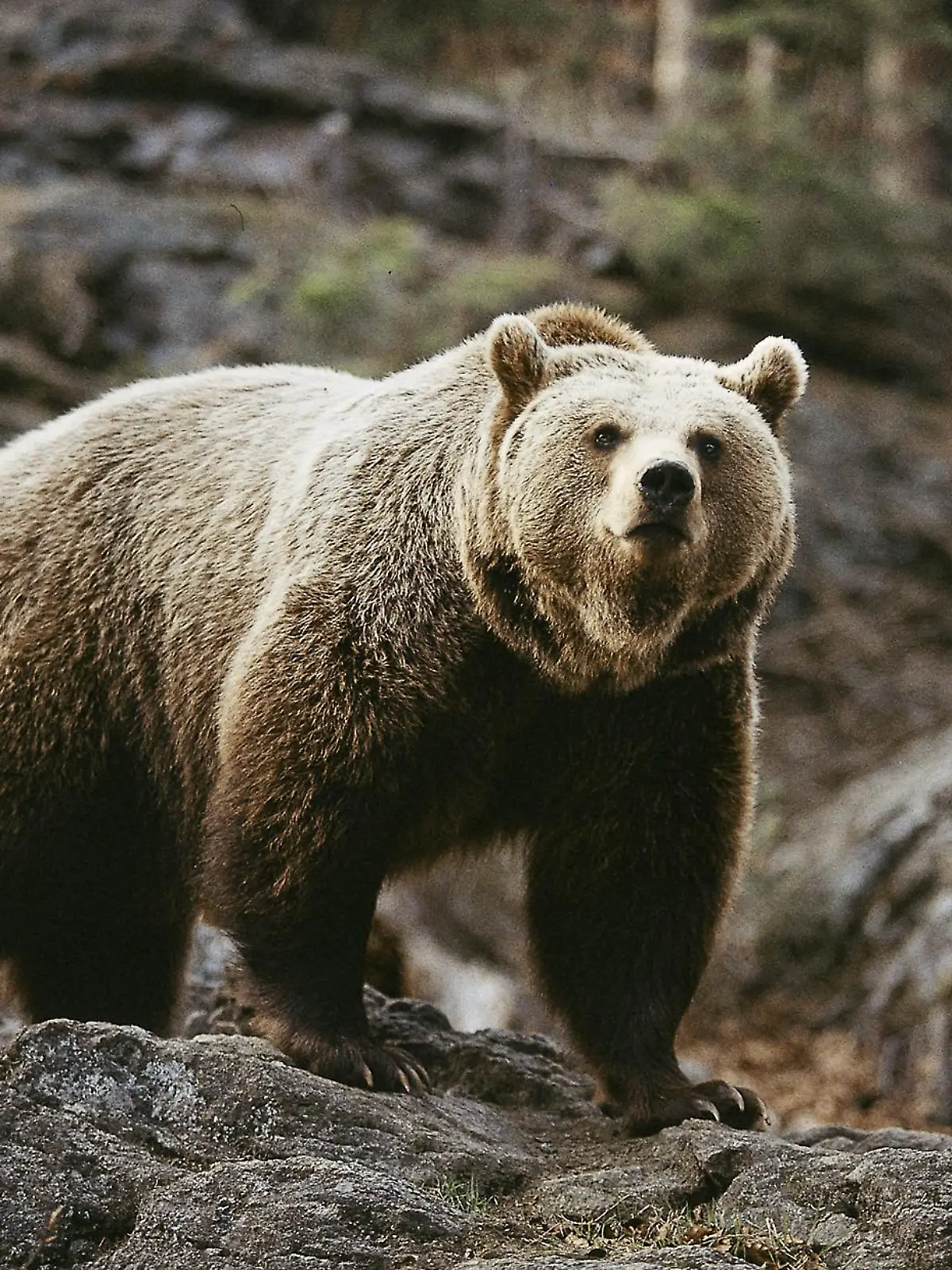 Ein Braunbär auf einem Felsen.