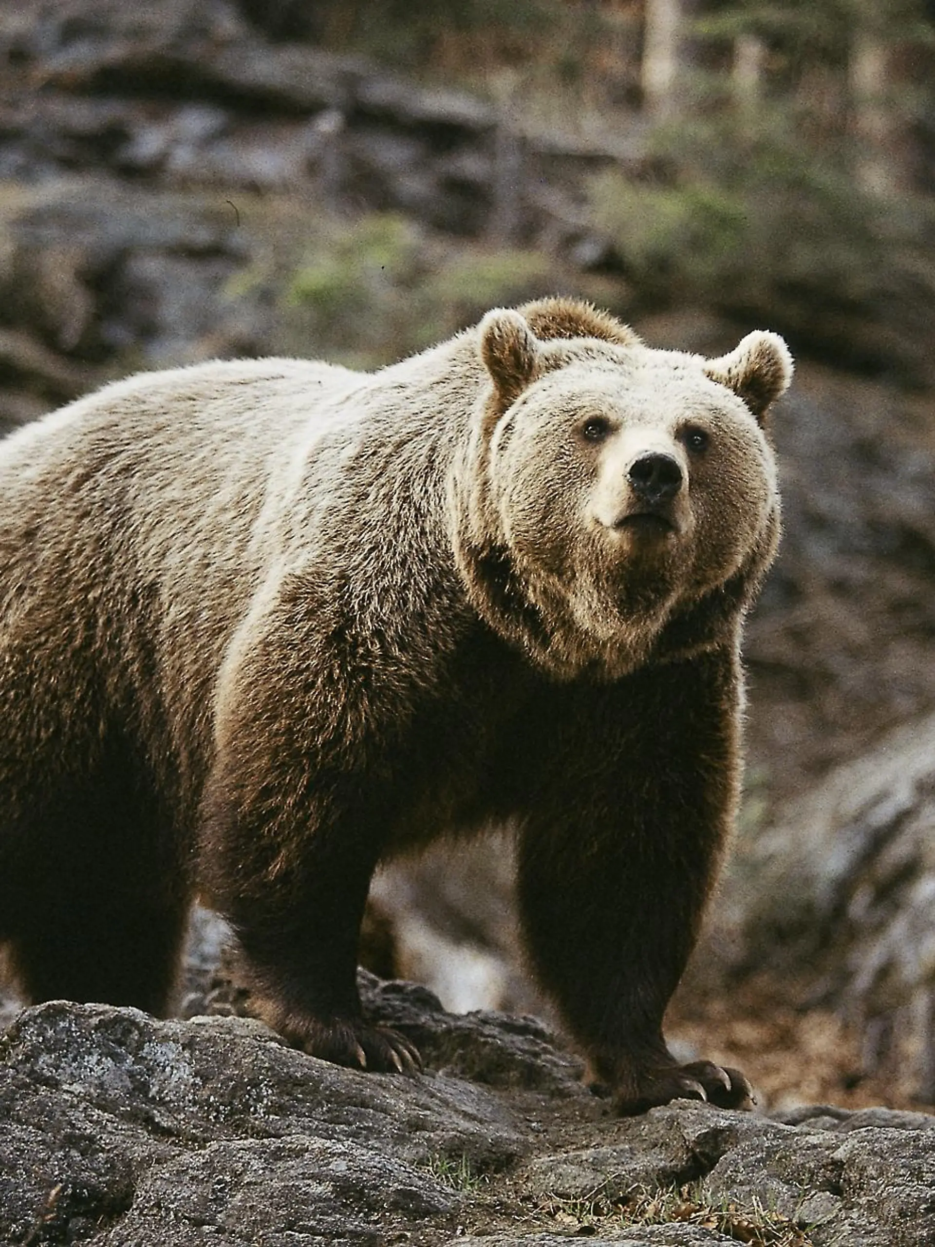 Ein Braunbär auf einem Felsen.
