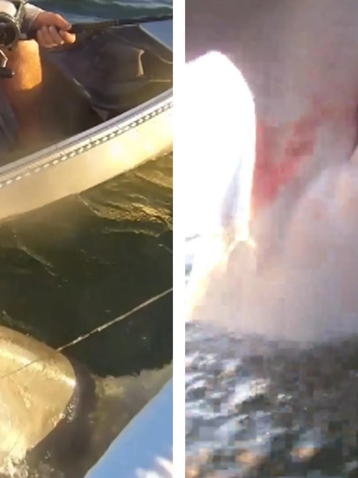 Es sollte ein ruhiger Anglerausflug an der Küste Floridas werden - bis die Gruppe in ihren Kanus von einem gigantischen Hammerhai überrascht wird. Trotz des schockierenden Moments bleiben die Angler ruhig und zeichnen hammermäßige Bilder des Raubtier auf. Das gefährliche Aufeinandertreffen seht ihr im Video!  