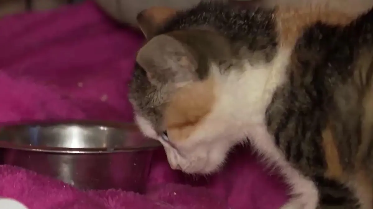 Katze Maggi ist tot.