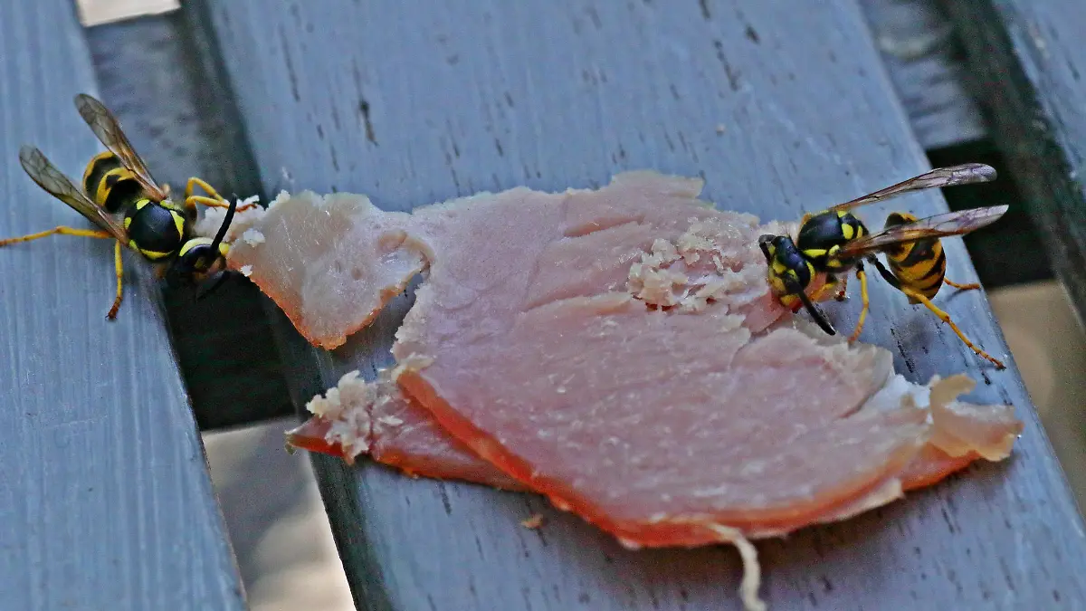 Wespen fliegen auf alles, was süß ist. Genauso gerne knabbern sie aber auch an Wurst.