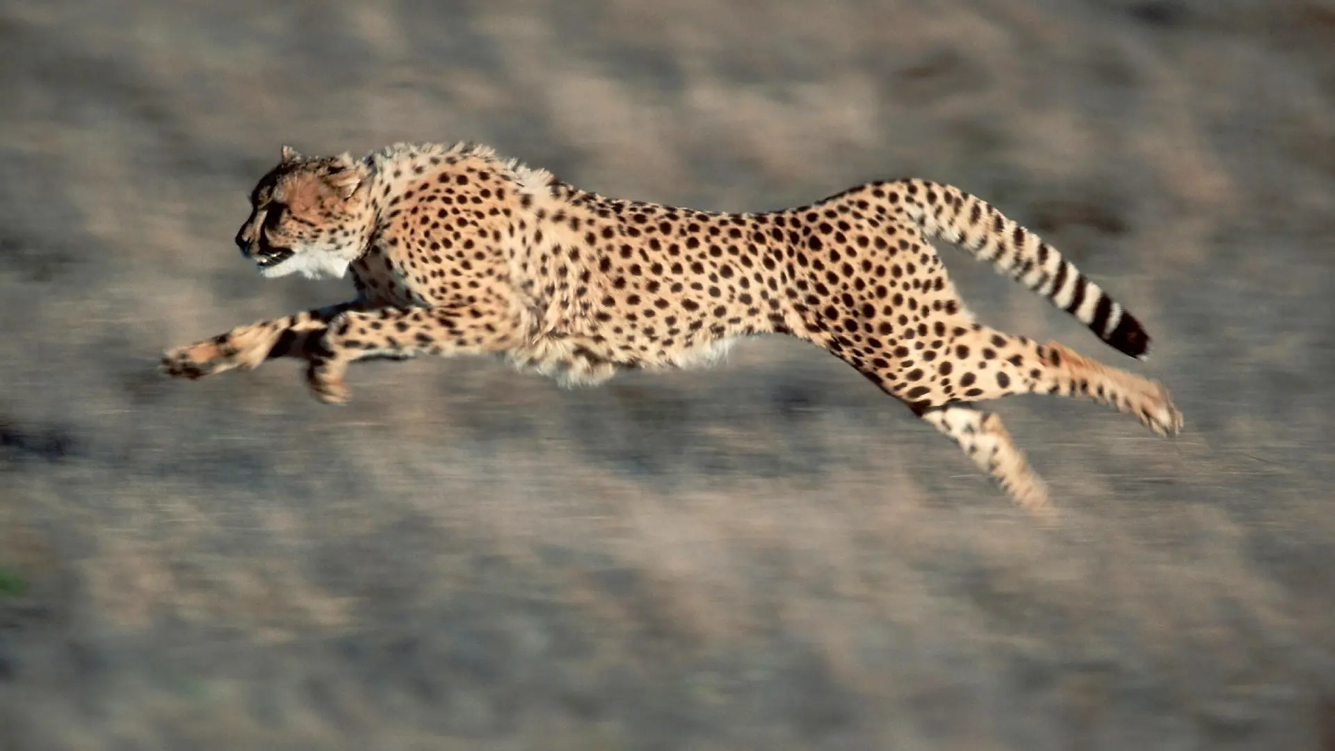 Gepard