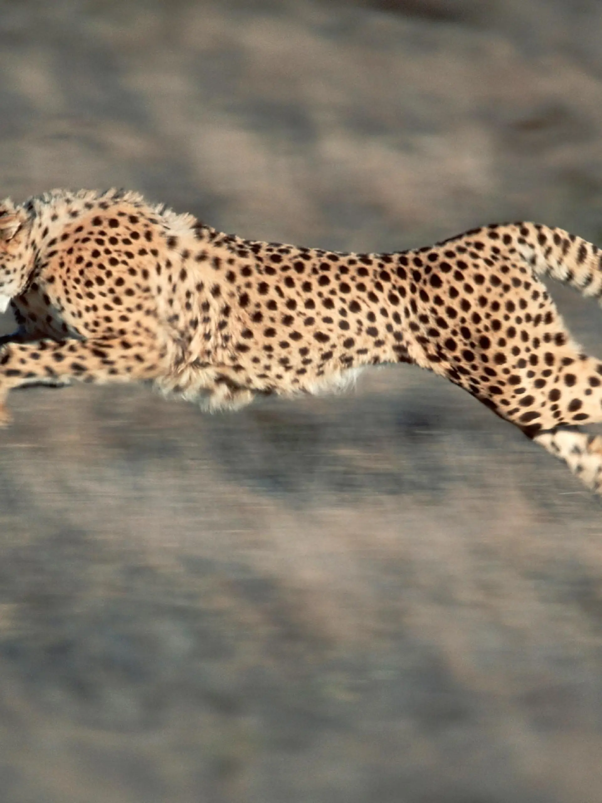 Gepard