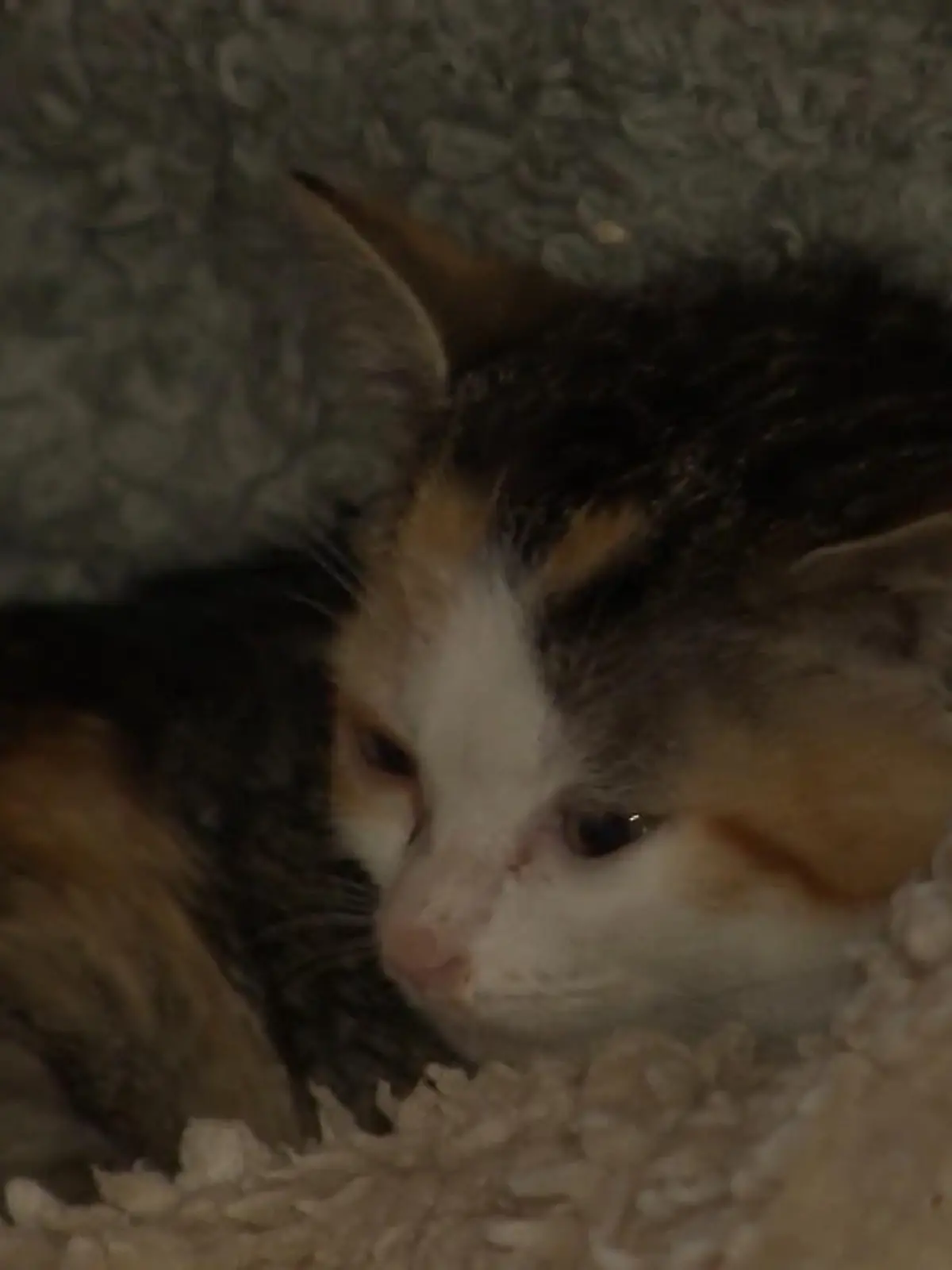 Bild zu: "Baby-Katze Maggi ist tot!"