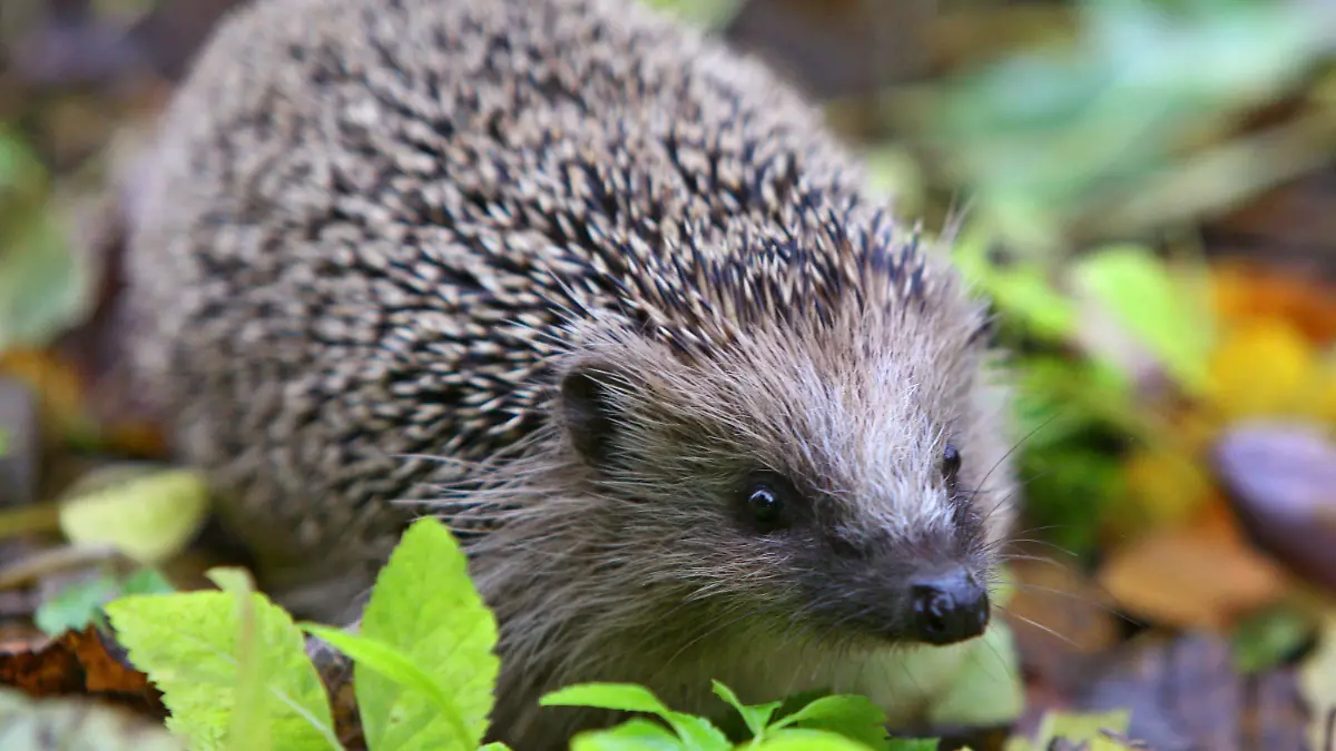 ARCHIV - Ein Igel läuft am 11.11.2007 in Kaufbeuren (Bayern) durch einen Garten. Mit Hilfe von Bürgerforschern wollen Naturschützer in Bayern mehr über die Stacheltiere erfahren. Foto: Karl-Josef Hildenbrand/dpa (zu dpa «Tausende Igel-Freunde beteiligen sich an Forschungsprojekt» vom 07.11.2015) +++(c) dpa - Bildfunk+++