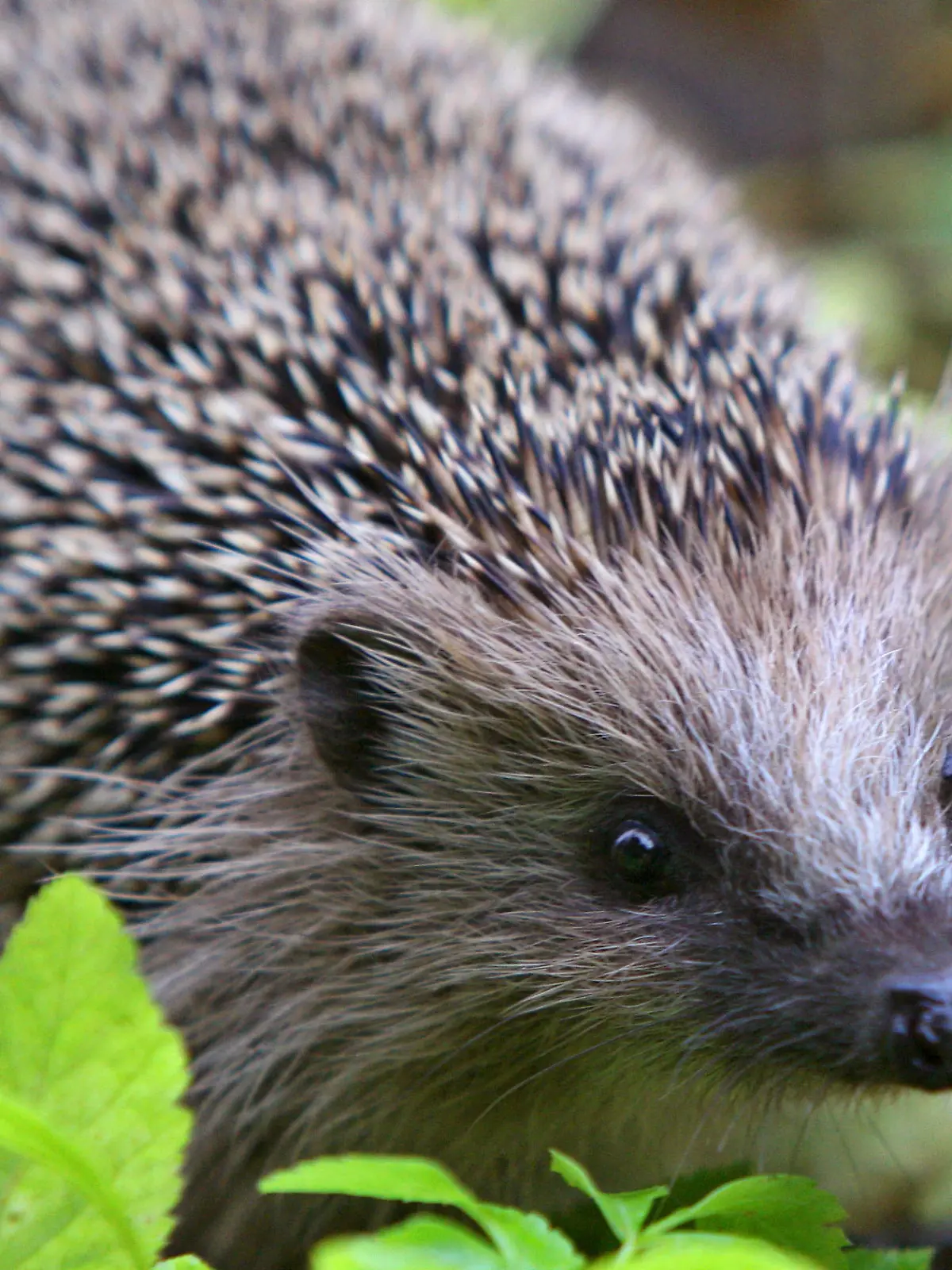 ARCHIV - Ein Igel läuft am 11.11.2007 in Kaufbeuren (Bayern) durch einen Garten. Mit Hilfe von Bürgerforschern wollen Naturschützer in Bayern mehr über die Stacheltiere erfahren. Foto: Karl-Josef Hildenbrand/dpa (zu dpa «Tausende Igel-Freunde beteiligen sich an Forschungsprojekt» vom 07.11.2015) +++(c) dpa - Bildfunk+++