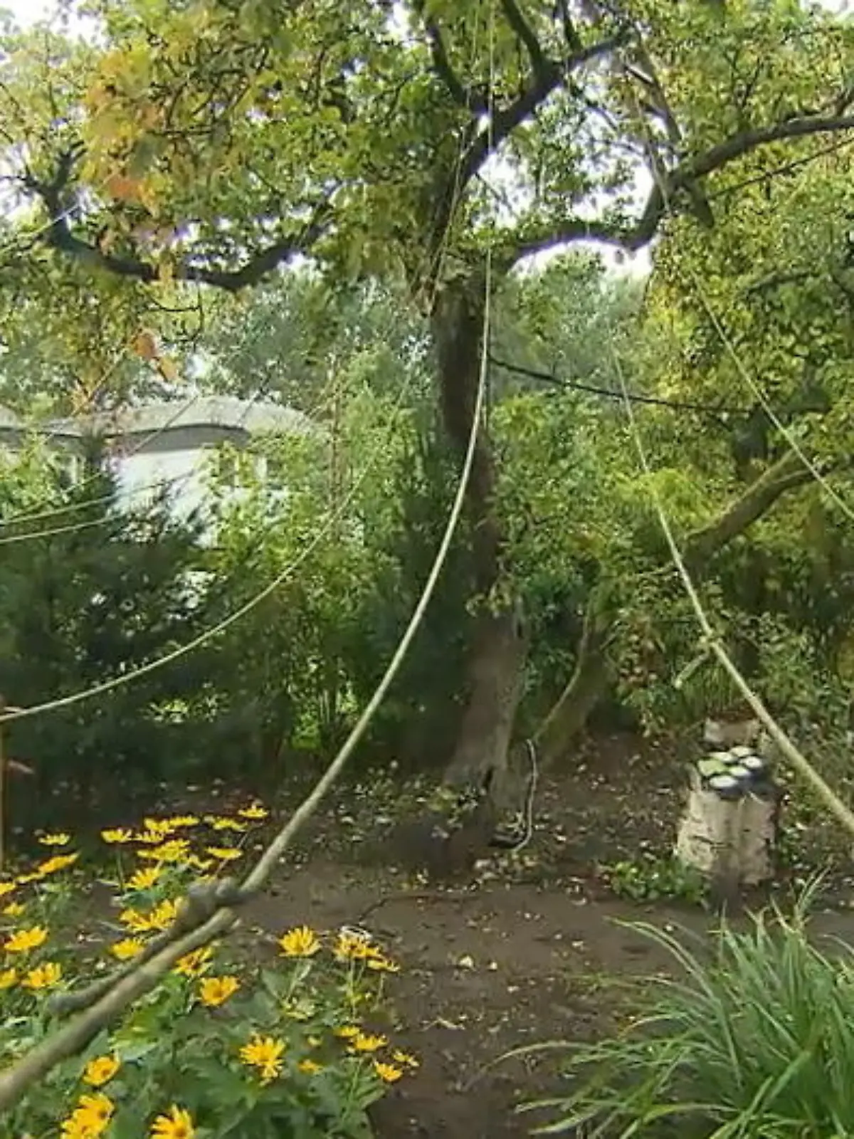 Bild zu: "100 Apfelsorten an einem Baum!"