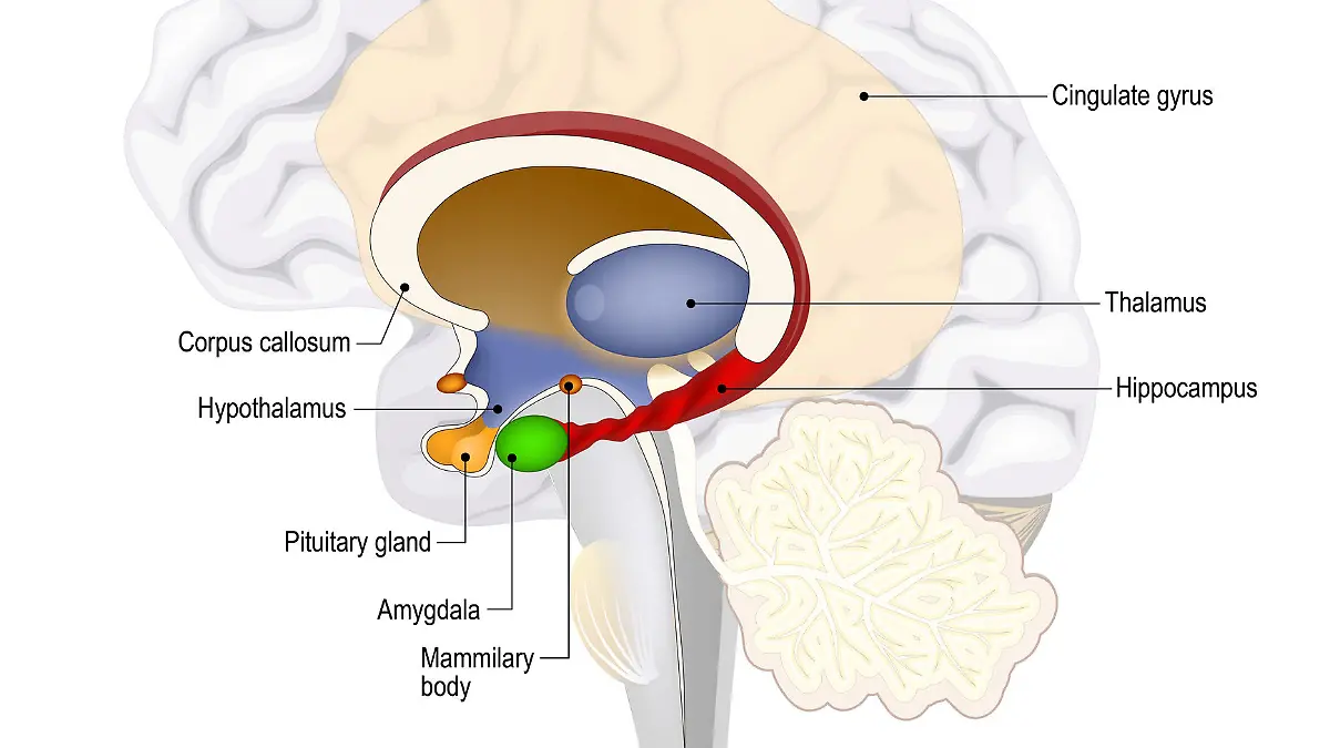 Die Amygdala ist ein Teil des limbischen Systems im Gehirn.