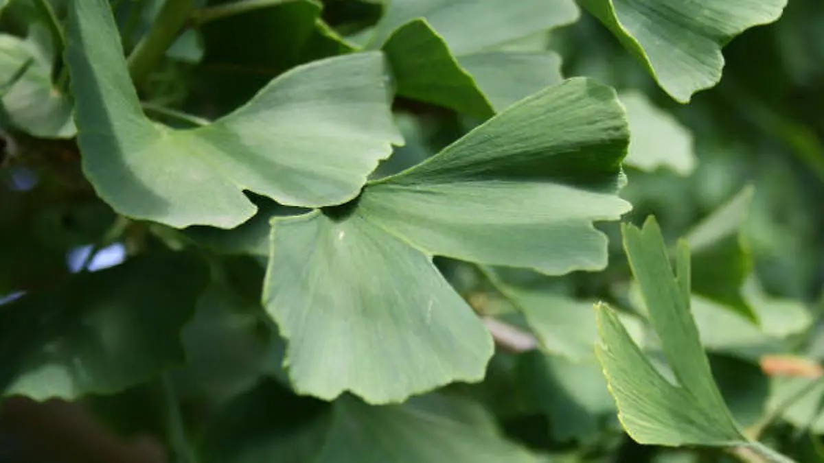 ginkgo