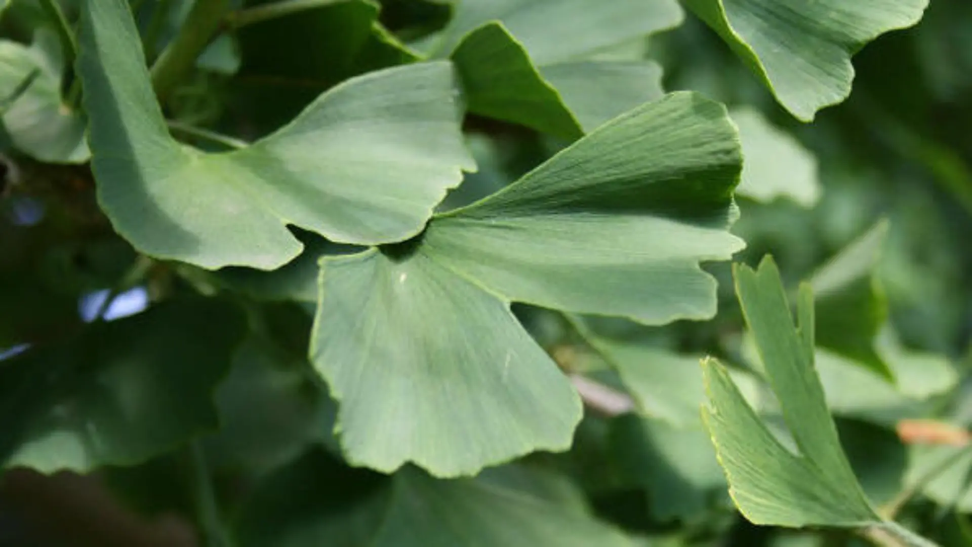 ginkgo