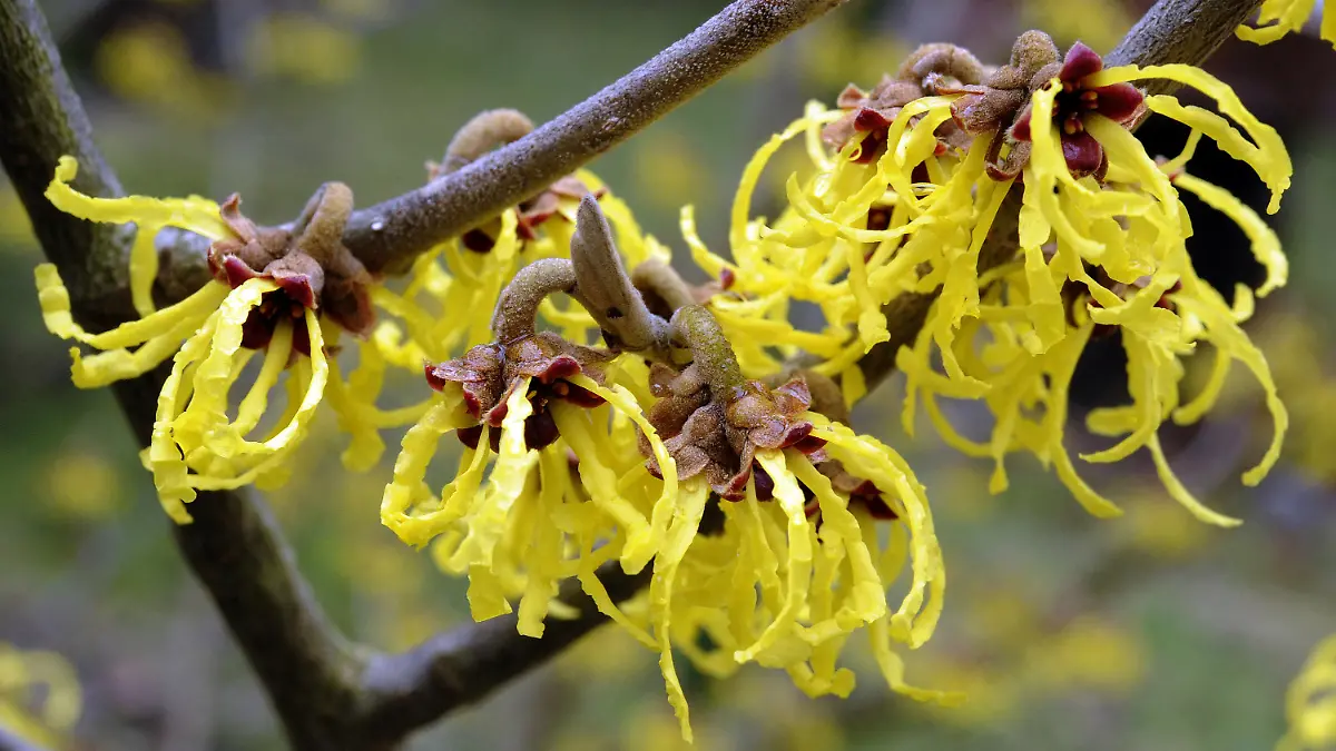 Die Blüten einer chinesische Zaubernuss (Hamamelis mollis) hängen an den Zweigen der exotischen Pflanze in einem Garten in Langenhagen (Region Hannover, Foto vom 28.02.2010). Die Blüte dieser Pflanzenart hatte sich in einigen Teilen von Deutschland wegen der winterlich kalten Temperaturen um mehrere Tage verzögert. Bei milder Witterung kann die Blüte schon im Dezember beginnen. Die Blütenfarbe reicht dabei von gelb, orange und rot bis mehrfarbig. Der Strauch der Zaubernuss kann bis zu vier Metern Höhe erreichen. Foto: Holger Hollemann dpa/lni +++(c) dpa - Bildfunk+++