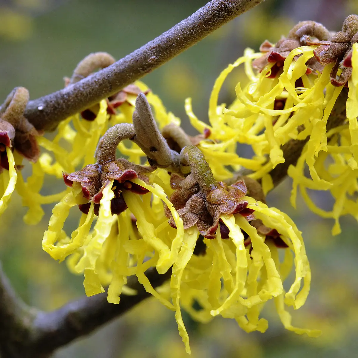Hamamelis (Zaubernuss) Logo von Hamamelis (Zaubernuss)