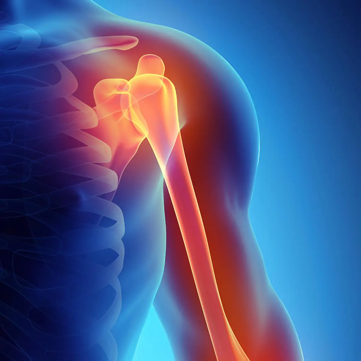 Humerus (Oberarmknochen) Logo von Humerus (Oberarmknochen)