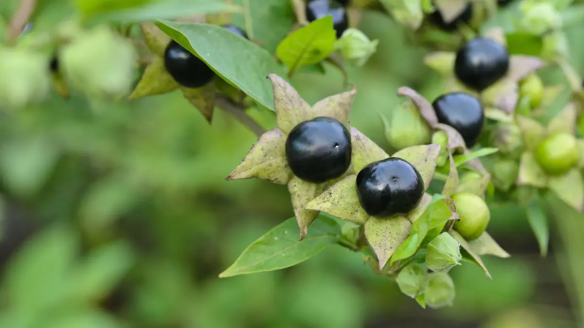 Echte Tollkirsche (Atropa bella-donna)