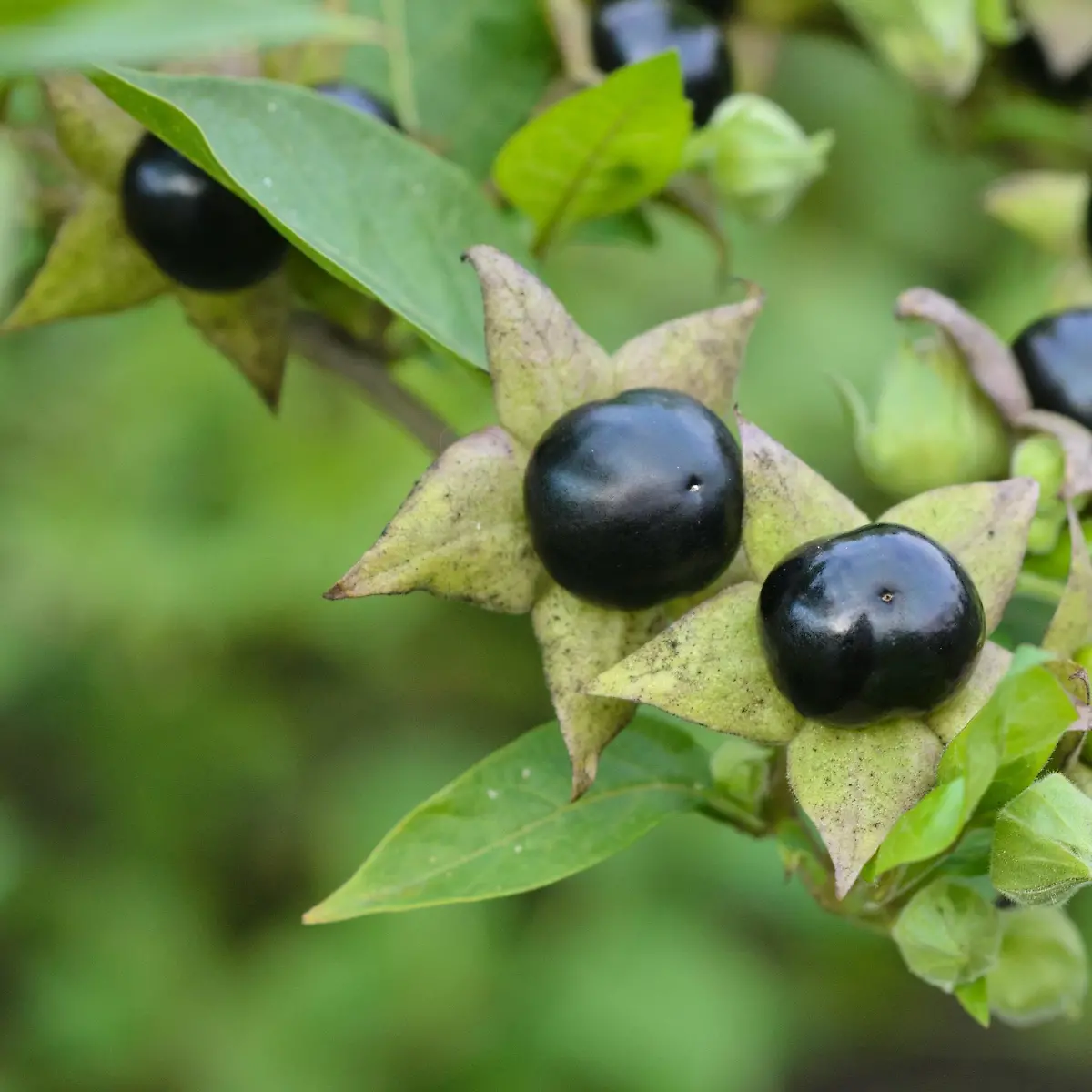 Tollkirsche Logo von Tollkirsche
