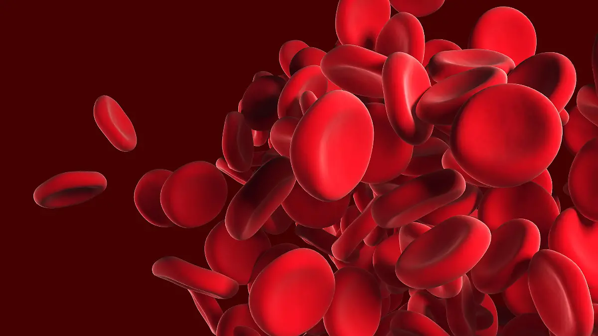 Gesundheitslexikon: rote Blutkörperchen (Erythrozyten)