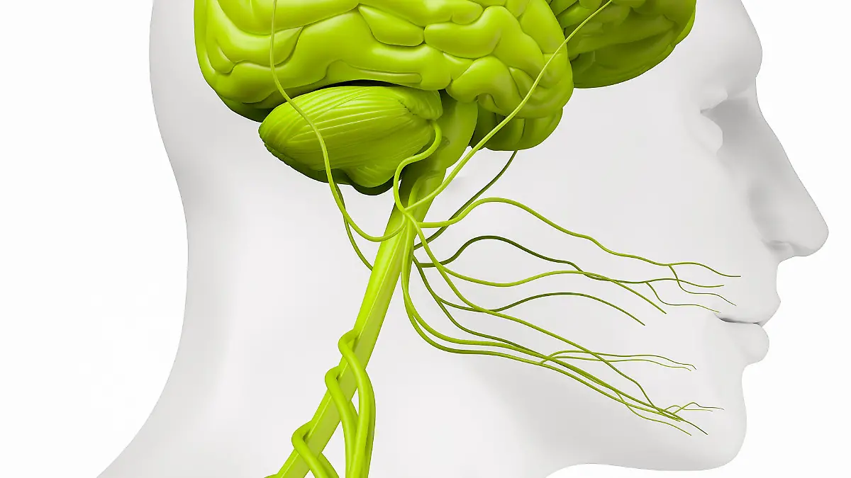 Gesundheitslexikon: Hirnnerven