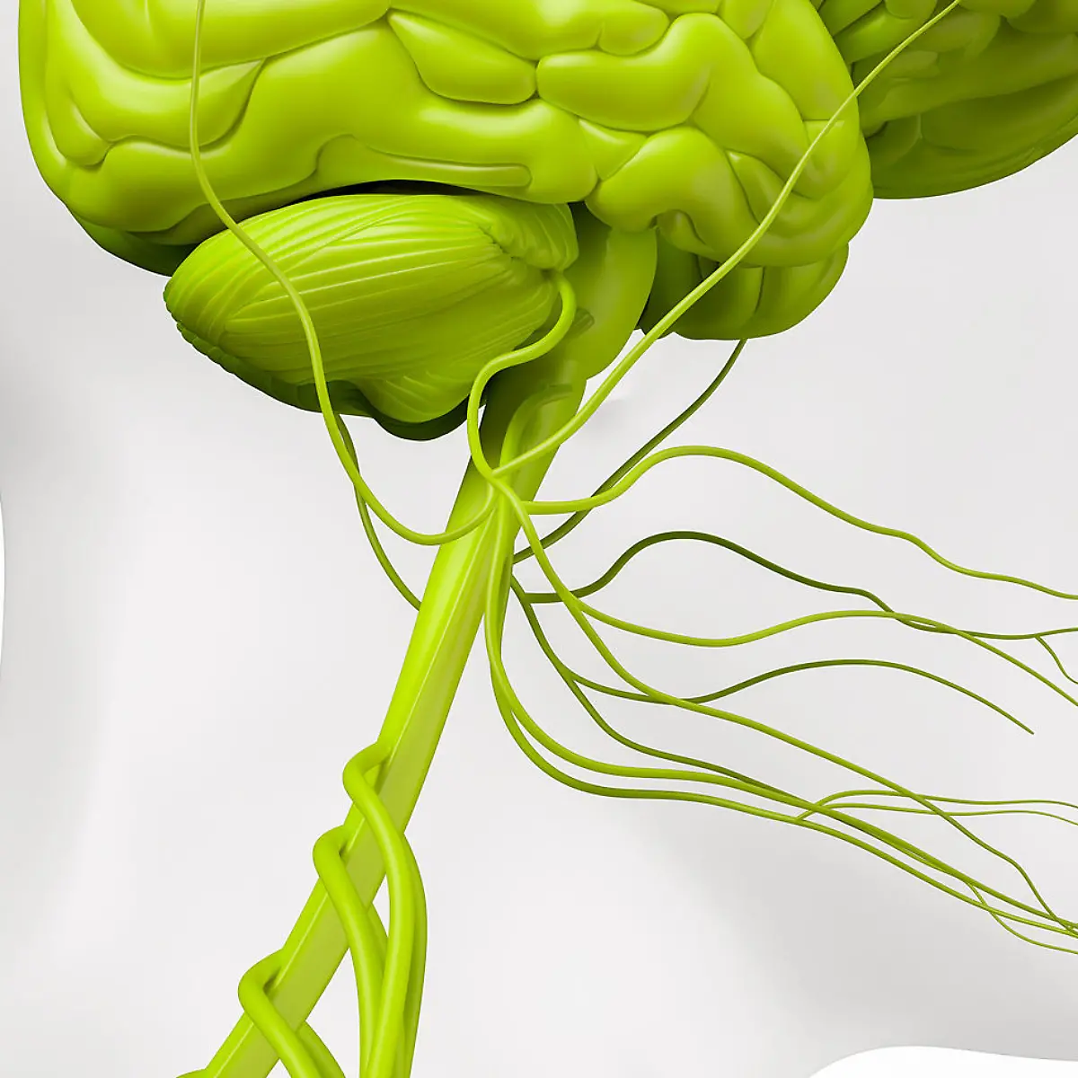 Hirnnerven Logo von Hirnnerven