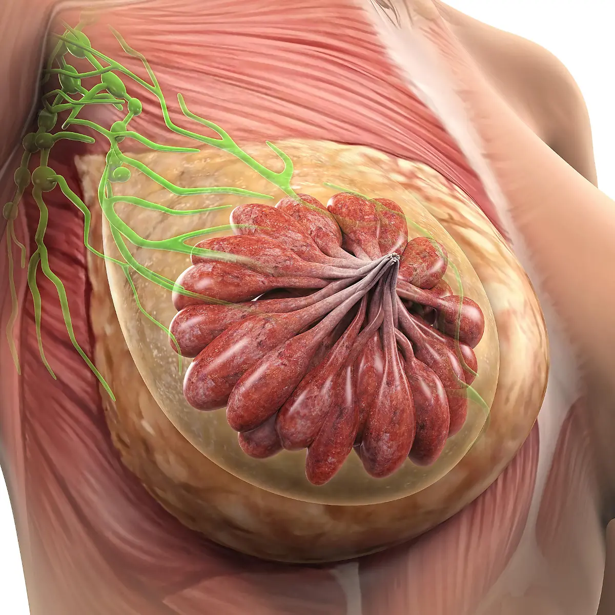 Mastopathie Logo von Mastopathie