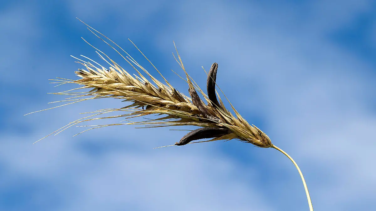 Gesundheitslexikon: Mutterkorn