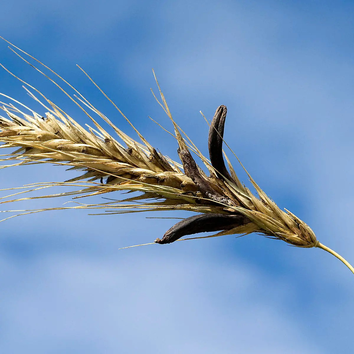 Mutterkorn Logo von Mutterkorn