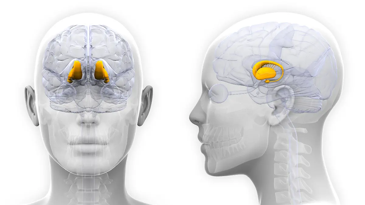 Gesundheitslexikon: Thalamus