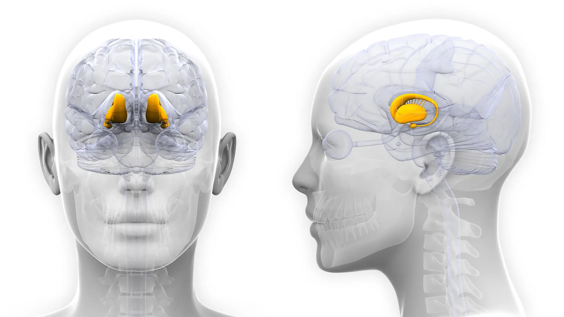 Gesundheitslexikon: Thalamus