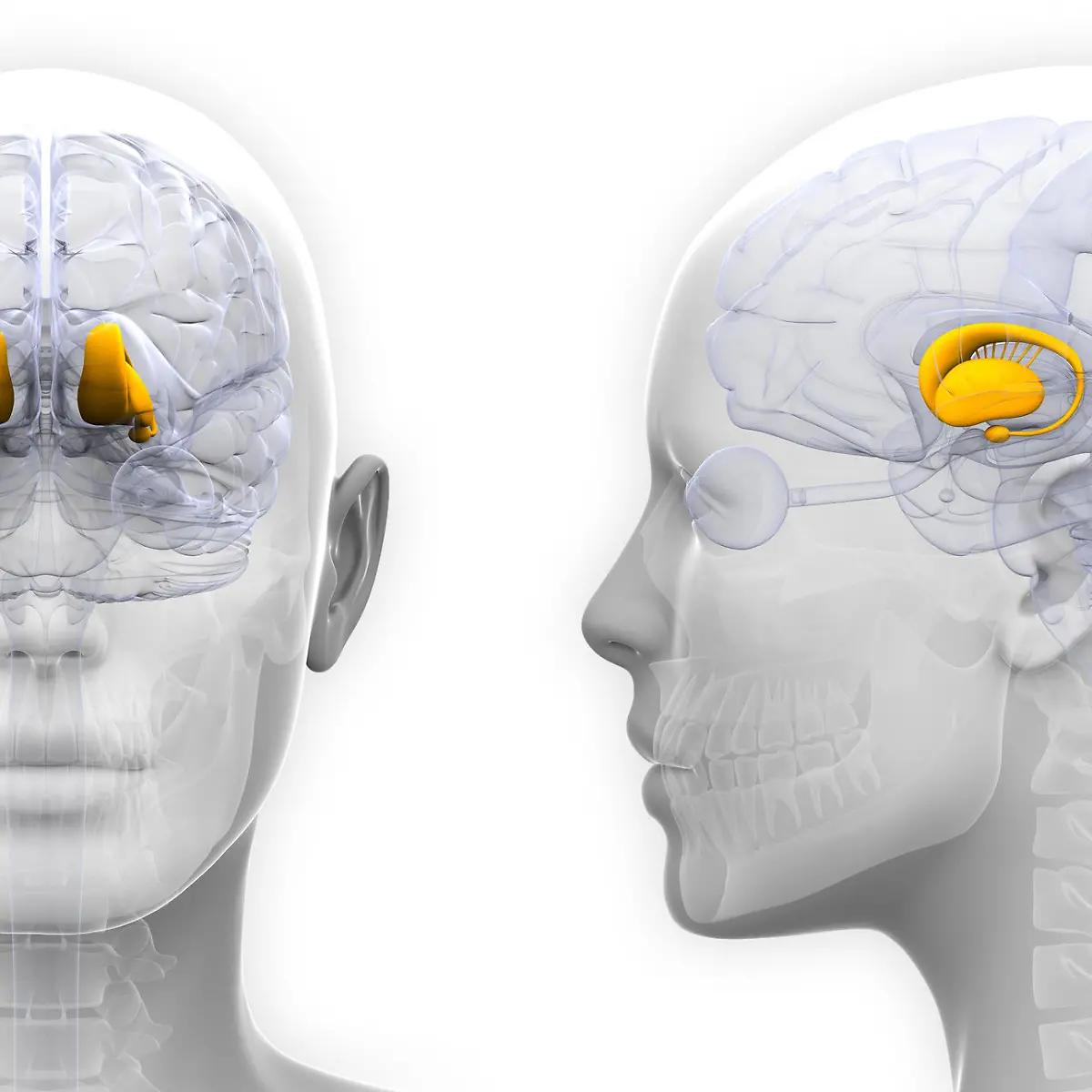 Thalamus Logo von Thalamus