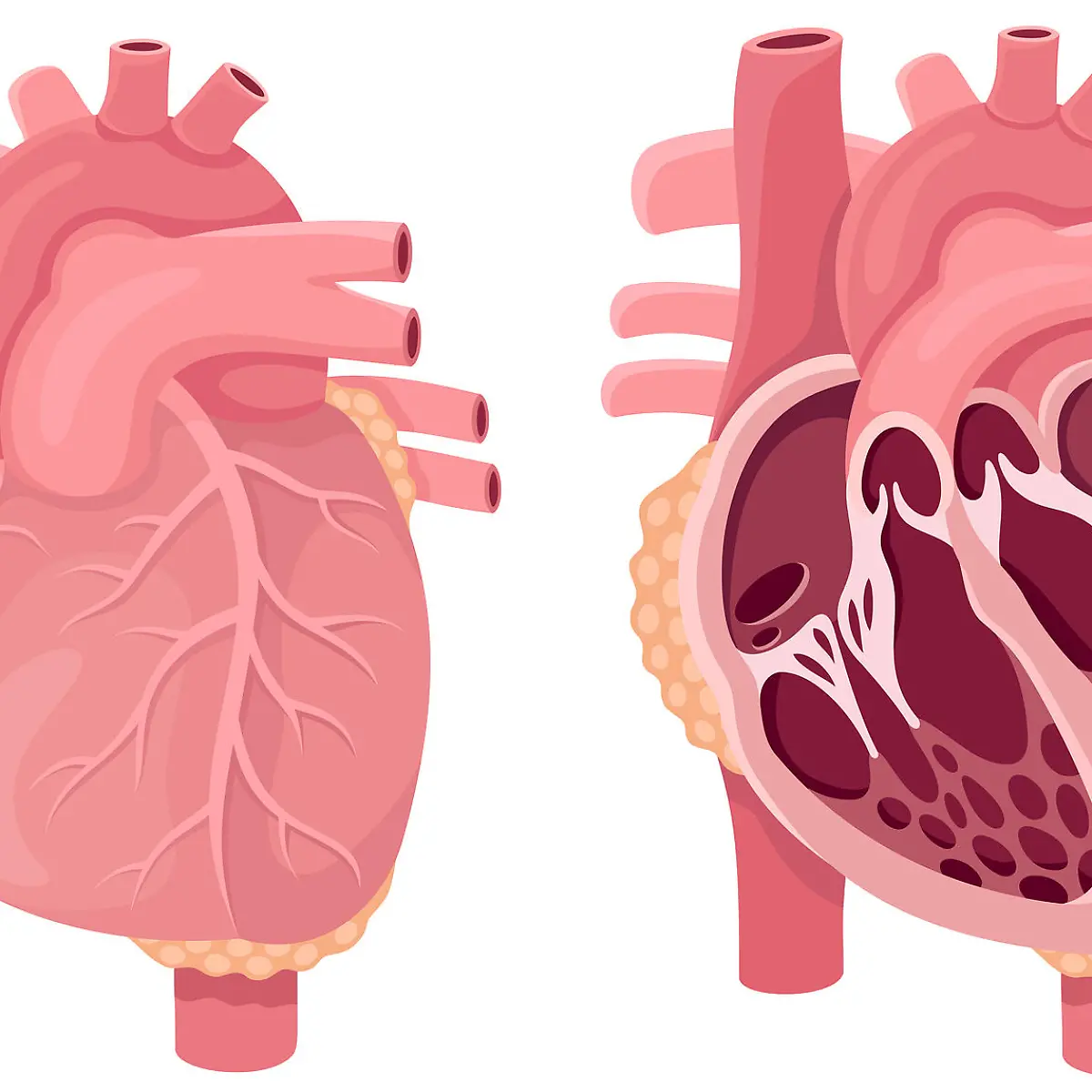 Mitralklappe Logo von Mitralklappe