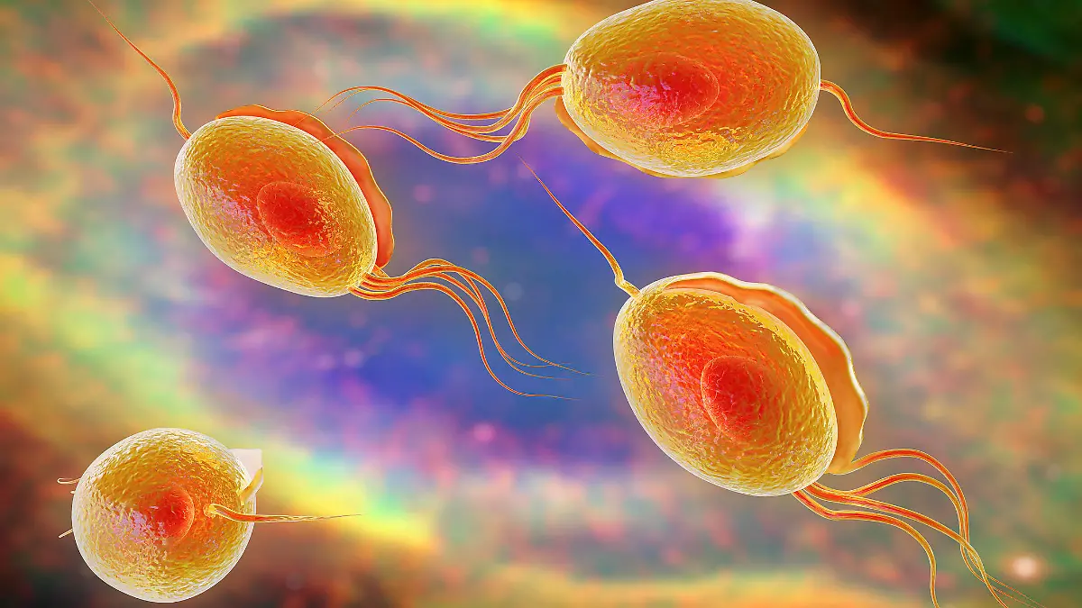 Gesundheitslexikon: Trichomonaden