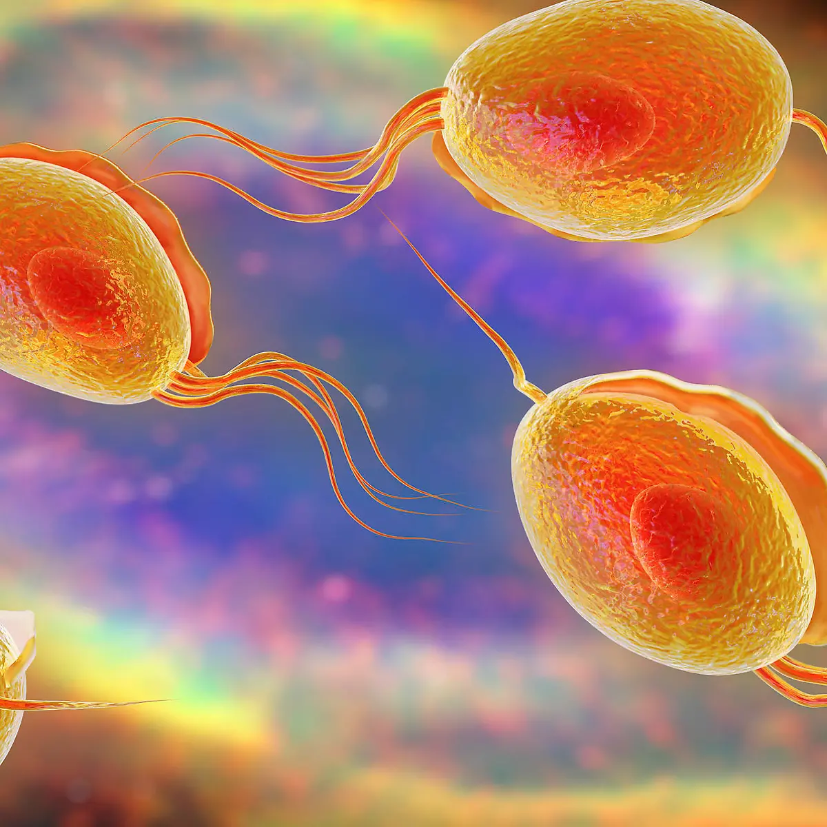 Trichomonaden (Trichomoniasis) Logo von Trichomonaden (Trichomoniasis)