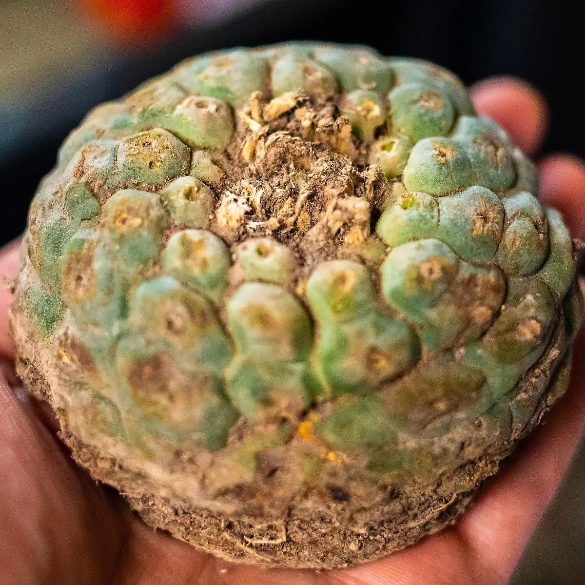 Meskalin (Mescalin) Logo von Meskalin (Mescalin)