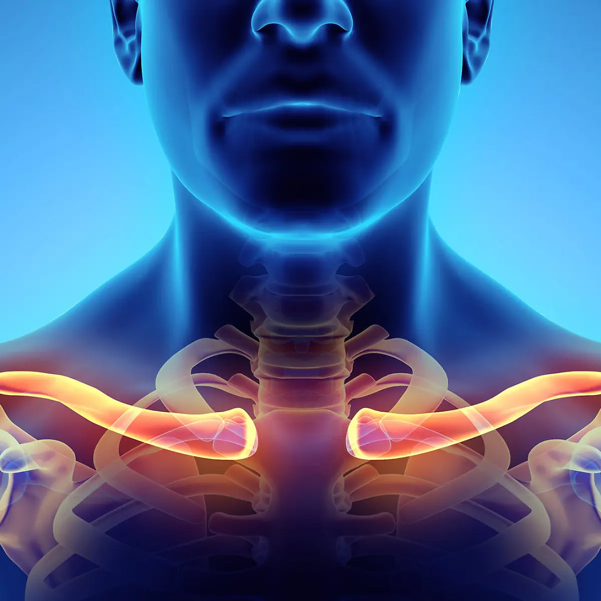 Clavicula (Schlüsselbein) Logo von Clavicula (Schlüsselbein)