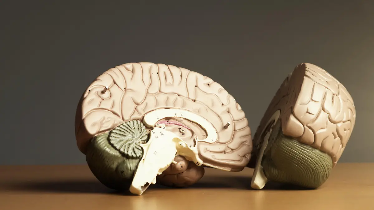 Die Großhirnrinde (lateinisch Cortex cerebri, kurz: Cortex) ist die äußere, an Nervenzellen (Neuronen) reiche Schicht des Großhirns (Telencephalon)