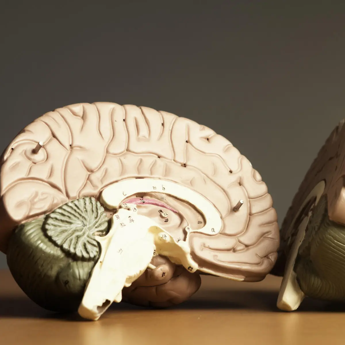 Cortex (Hirnrinde) Logo von Cortex (Hirnrinde)