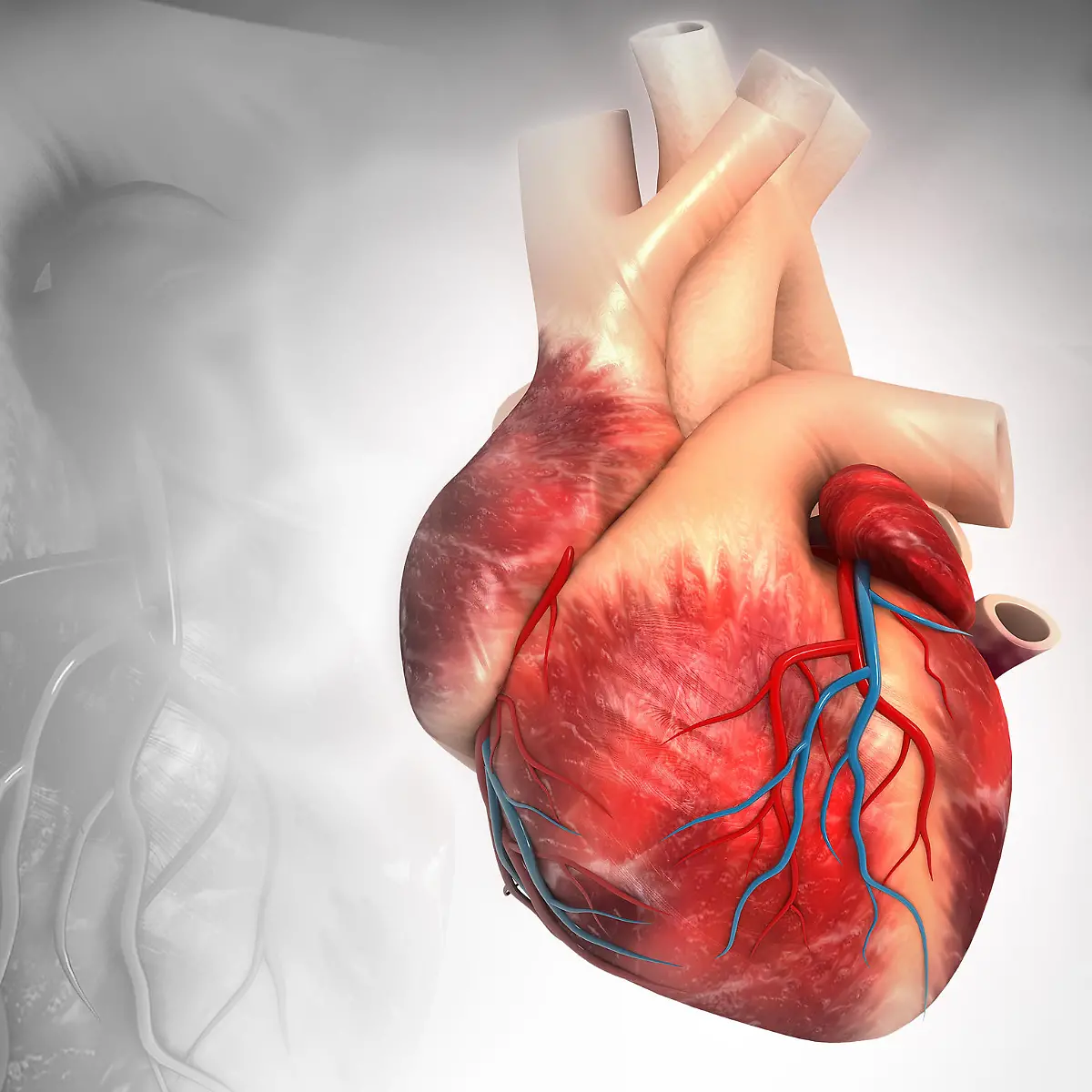 Herzkranzgefäße (Koronargefäße) Logo von Herzkranzgefäße (Koronargefäße)