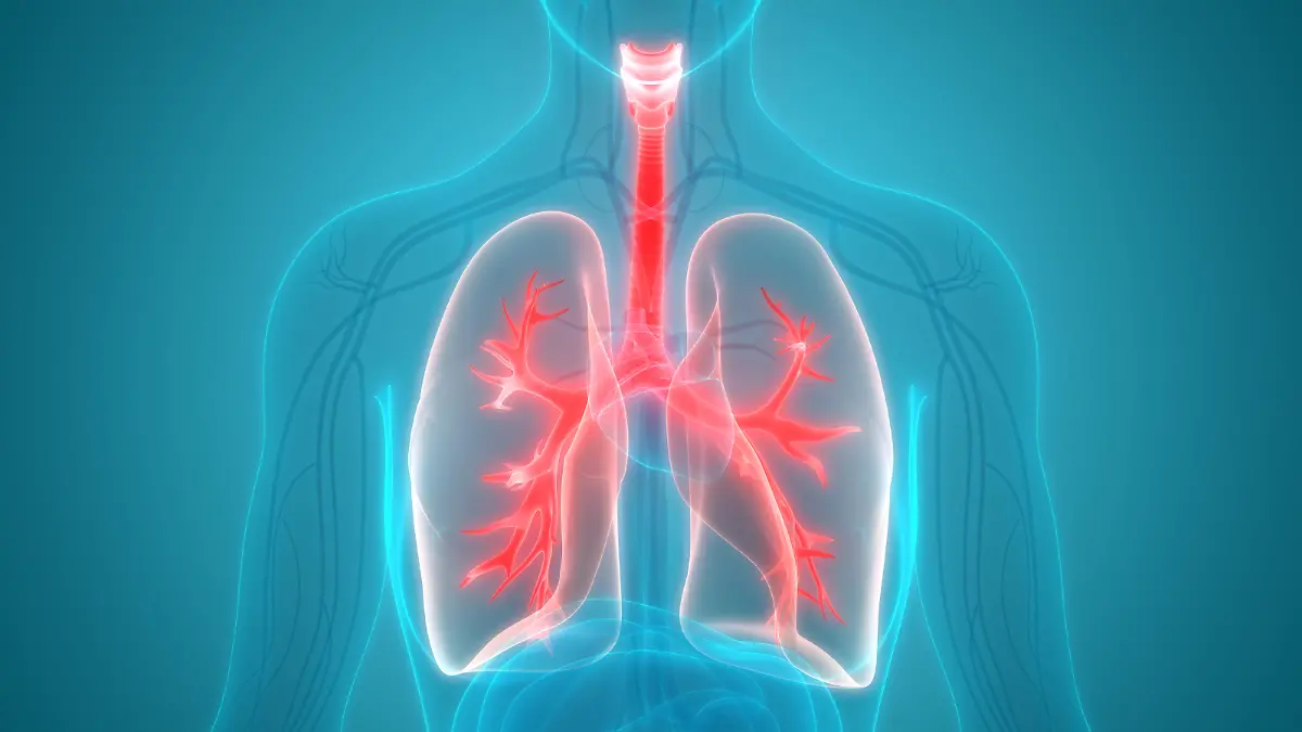 Gesundheitslexikon: Trachea